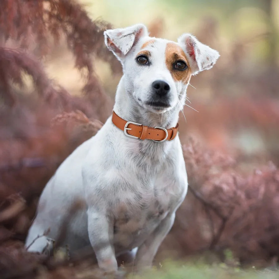 The Everyday Charm Collar