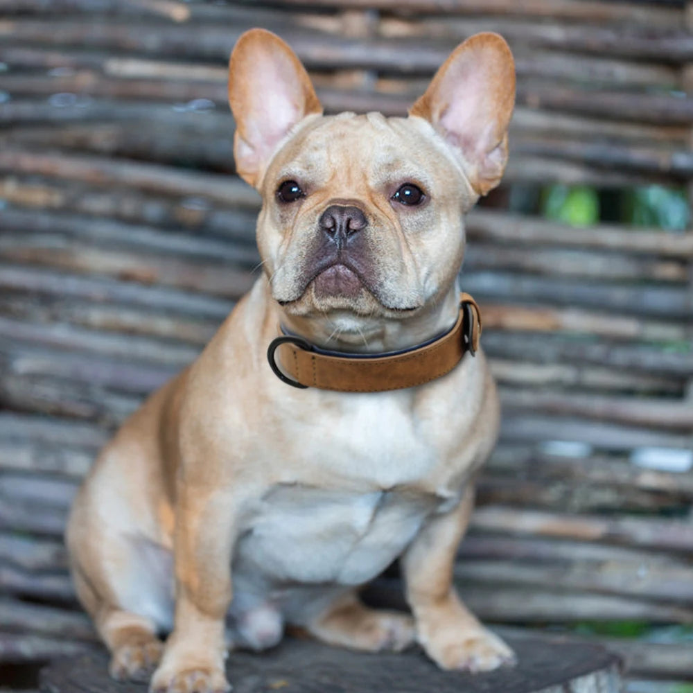 Pawsh Leather Collar